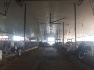 Jul-21-19-Barn-Cleaning-3